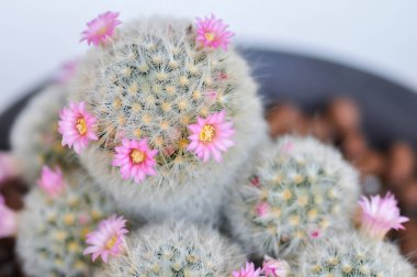 Mammillaria carmenae, Mammillaria veya kaktüs veya sulu veya pembe çiçekli Mammillaria carmenae.