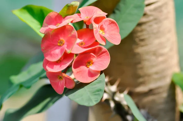 Christ Thorn Euphorbia Milii Flower Pink Flowers — Stock Photo, Image