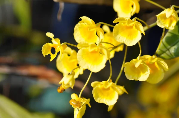 Sárga Orchidea Orchidea Vagy Orchidaceae Virág Vagy Dendrobium Lindleyi Steud — Stock Fotó