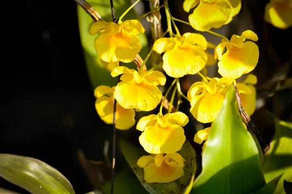 yellow orchid, orchid or ORCHIDACEAE flower or Dendrobium lindleyi Steud or Dendrobium lindleyi or yellow flowers