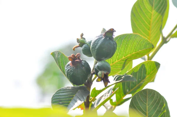 Guaveboom Myrtaceae Psidium Guajava Linne Guavezaad — Stockfoto