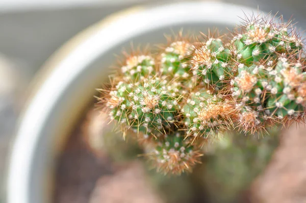 stock image cactus , ERIOCEREUS Harrisia jusbertii or cactus or Fairytale castle or Cereus peruvianus or succulent