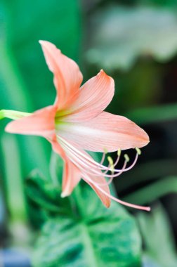 Hippeastrum puniceum, Barbados zambağı veya AMARYLLIDACEE veya portakal çiçeği