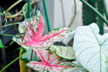 Caladium, Caladium Bicolor Vent veya Caladium bicolor veya pembe ve yeşil yaprak
