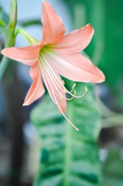 Hippeastrum puniceum, Barbados zambağı veya AMARYLLIDACEE veya portakal çiçeği