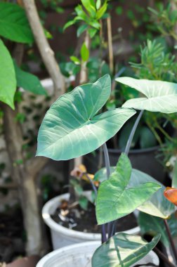 Xanthosoma sagittifolium, malanga veya xanthosoma veya Colocasia bitkisi