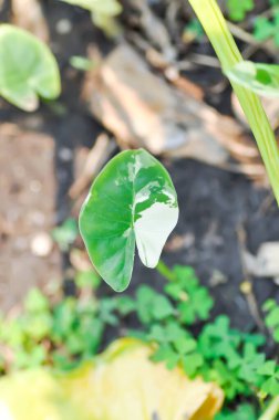 Alocasia, Alocasia macrorrhizos veya Alocasia bitkisi veya üç renkli alocasia veya yeni yaprak