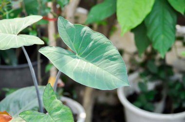 Xanthosoma sagittifolium, malanga veya xanthosoma veya Colocasia bitkisi