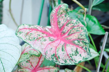 Caladium, Caladium Bicolor Vent veya Caladium bicolor veya bahçede pembe yaprak
