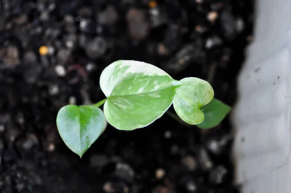 stock image Anthurium Renaissance or Anthurium Renaissance leaf ,bicolor leaves