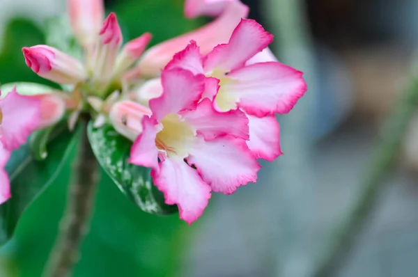 ピンク ビニョニアや砂漠のバラ アポリシアセアやアデニウム オベスム モック アザレアやピンク ビニョニアやインパラ ユリやピンクの花 — ストック写真