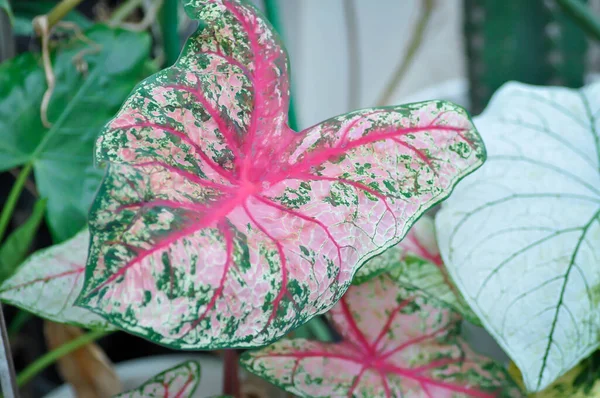 Caladium Bicolor Vent Caladium Bicolor 정원에 분홍색 — 스톡 사진