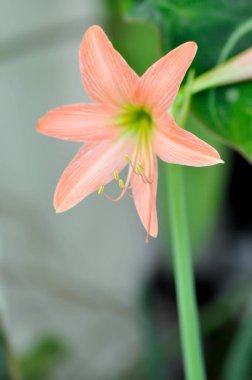 Hippeastrum puniceum, Barbados zambağı veya AMARYLLIDACEE veya portakal çiçeği
