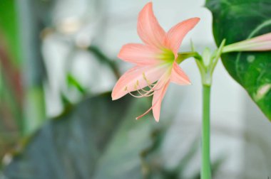 Hippeastrum puniceum, Barbados zambağı veya AMARYLLIDACEE veya portakal çiçeği