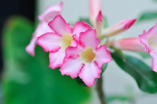 Pink Bignonia Desert Rose Apocyaceae Adenium Obesum Mock Azalea Pinkbignonia — Stock Photo, Image