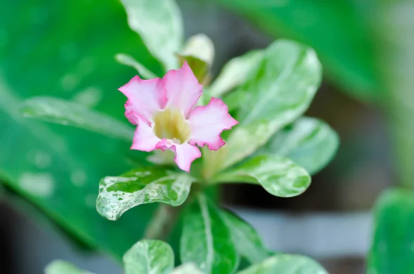 Розовые Bignonia Пустынные Розы Apocyaceae Ожирение Adenium Mock Azalea Pinkbignonia — стоковое фото