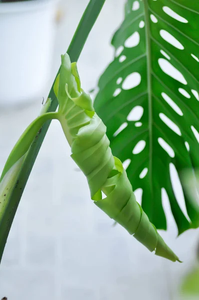 Monstera, Herricane plant or Swiss cheese plant or new born leaf