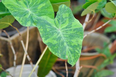 Colocasia esculenta midori ekşi, Colocasia veya Midori ekşi veya Colocasia bitkisi bahçede.