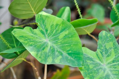 Colocasia esculenta midori ekşi, Colocasia veya Midori ekşi veya Colocasia bitkisi bahçede.