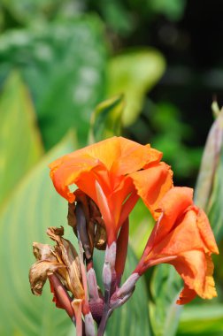 Hindistan şutu, Hindistan kısa bitkisi veya Hindistan çekimi veya Butsarana veya Cannas veya Canna zambağı veya Canna indica L veya CANNACEAE bitkisi veya bahçede portakal çiçeği