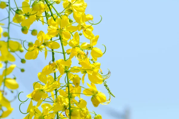 Golden Shower Cassia Fistula Pudding Pipe Tree Yellow Flowers — Stock Photo, Image