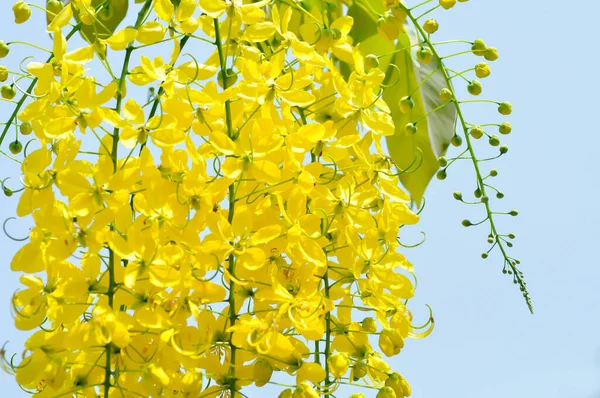 Chuveiro Dourado Fístula Cássia Árvore Cachimbo Pudim Flores Amarelas — Fotografia de Stock