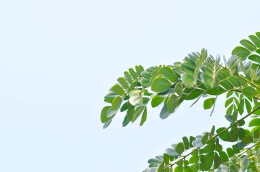 Rain tree or Samanea saman, LEGUMINOSAE MIMOSOIDEAE and sky background