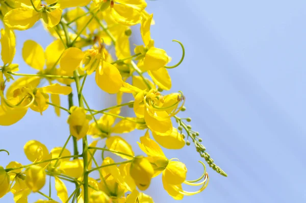 Złoty Prysznic Przetoka Cassia Lub Budyń Drzewa Lub Żółte Kwiaty — Zdjęcie stockowe
