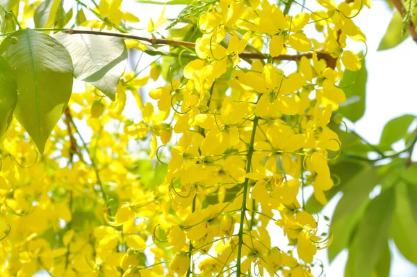 Złoty Prysznic Przetoka Cassia Lub Budyń Drzewa Lub Żółte Kwiaty — Zdjęcie stockowe