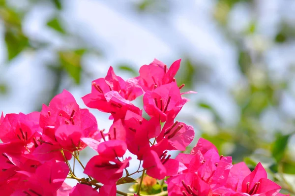 ブーゲンビリアや紙の花 赤い紙の花と空の背景 — ストック写真