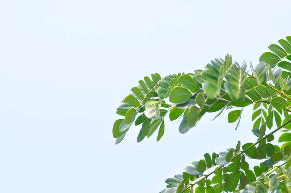 Deštný Strom Nebo Samanea Saman Leguminosae Mimosoideae Pozadí Oblohy — Stock fotografie