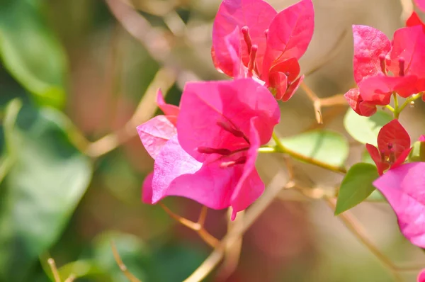 Бугенвиллея Бумажный Цветок Красный Бумажный Цветок Саду — стоковое фото