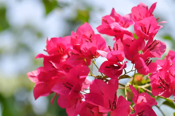 Бугенвиллея Бумажный Цветок Красный Бумажный Цветок Небо Фон — стоковое фото