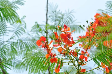 Barbados Gurur, Cüce Noktası, Çiçek Çiti ya da Cennet Çiçeği veya Tavuskuşu arması veya Barbados Gururu veya Caesalpinia pulcherrima bitkisi