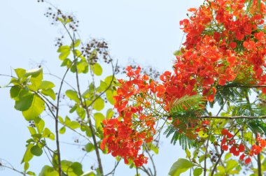 Barbados Gurur, Cüce Noktası, Çiçek Çiti ya da Cennet Çiçeği veya Tavuskuşu arması veya Barbados Gururu veya Caesalpinia pulcherrima bitkisi