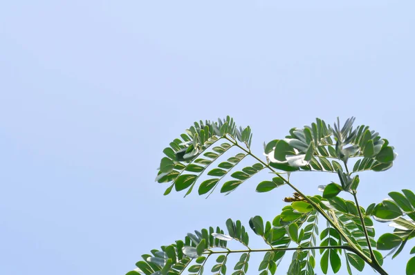 Regnträd Eller Samanea Saman Leguminosae Mimosoideae Och Sky Bakgrund — Stockfoto