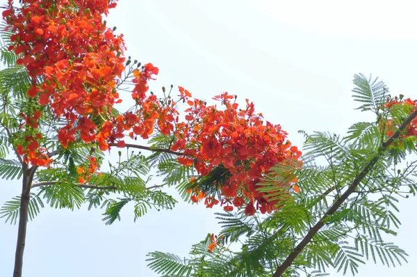 Stock image Barbados Pride, Dwarf poinciana, Flower fence or Paradise Flower or Peacocks crest or Pride of Barbados or Caesalpinia pulcherrima plant