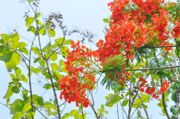 Barbados Pride Dwarf Poinciana Flower Fence Oder Paradise Flower Oder — Stockfoto