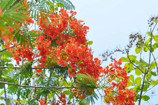 Barbados Duma Karzeł Poinciana Kwiat Ogrodzenia Lub Paradise Kwiat Lub — Zdjęcie stockowe
