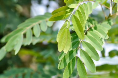 Senna siamea, mezali or Caesalpinioideae or DETARIOIDEAE  or Cassod tree or