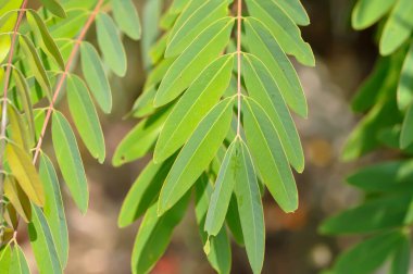 Senna siamea, mezali or Caesalpinioideae or DETARIOIDEAE  or Cassod tree or