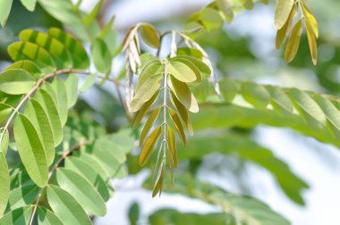 Senna siamea, mezali or Caesalpinioideae or DETARIOIDEAE  or Cassod tree or