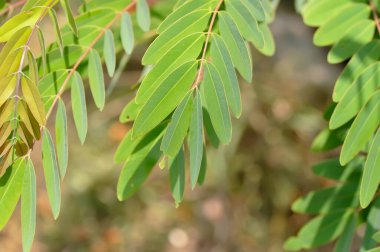 Senna siamea, mezali or Caesalpinioideae or DETARIOIDEAE  or Cassod tree or