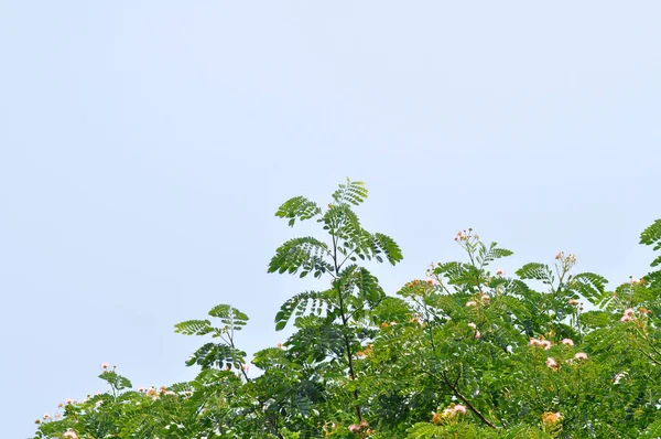 Regnträd Eller Samanea Saman Leguminosae Mimosoideae Och Sky Bakgrund — Stockfoto