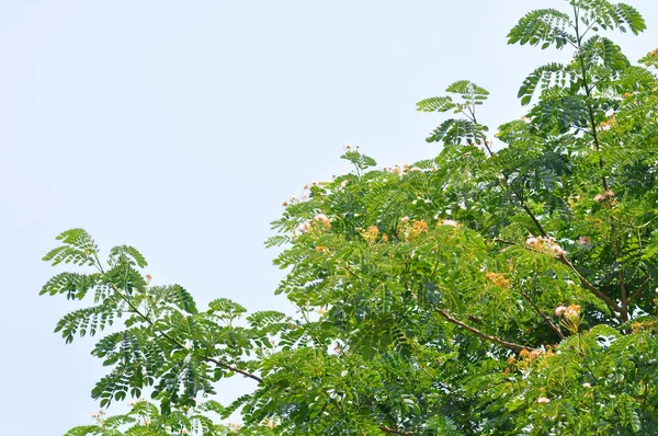 Árbol Lluvia Samanea Saman Leguminosae Mimosoideae Fondo Del Cielo — Foto de Stock