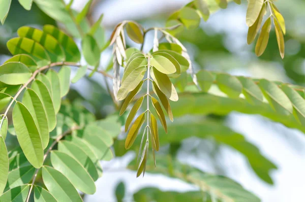Senna siamea, mezali or Caesalpinioideae or DETARIOIDEAE  or Cassod tree or