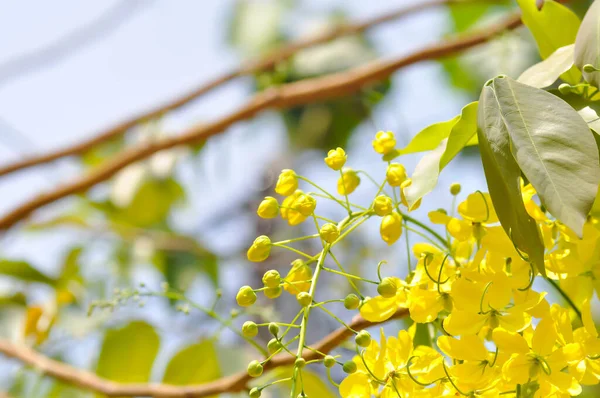 Duș Aur Fistulă Cassia Sau Copac Budincă Sau Floare Galbenă — Fotografie, imagine de stoc