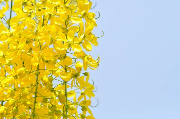 黄金のシャワー カシアフィストュラまたはプディングパイプツリーまたは黄色の花と空の背景 — ストック写真