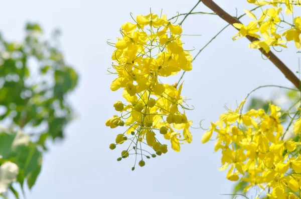Duș Aur Fistulă Cassia Sau Copac Budincă Sau Floare Galbenă — Fotografie, imagine de stoc