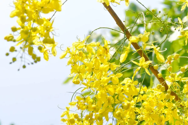 金淋浴器 卡西亚瘘管病或布丁管树或黄花和天空背景 — 图库照片